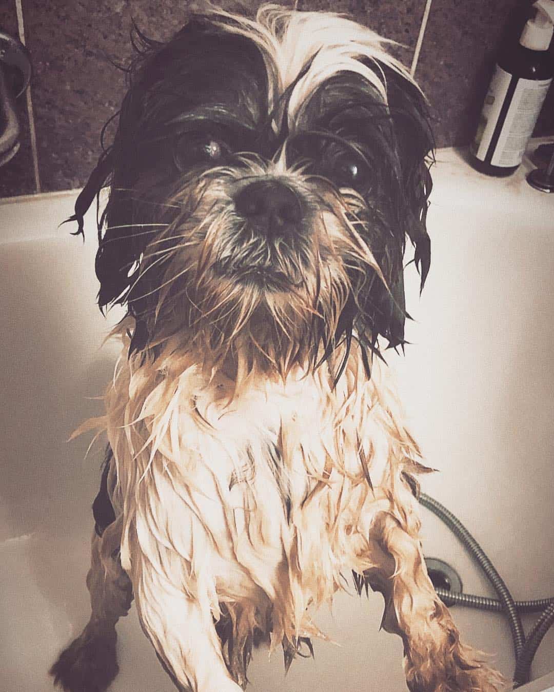 shih tzu in the tub