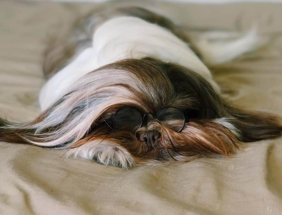 Shih Tzu is lying on the floor