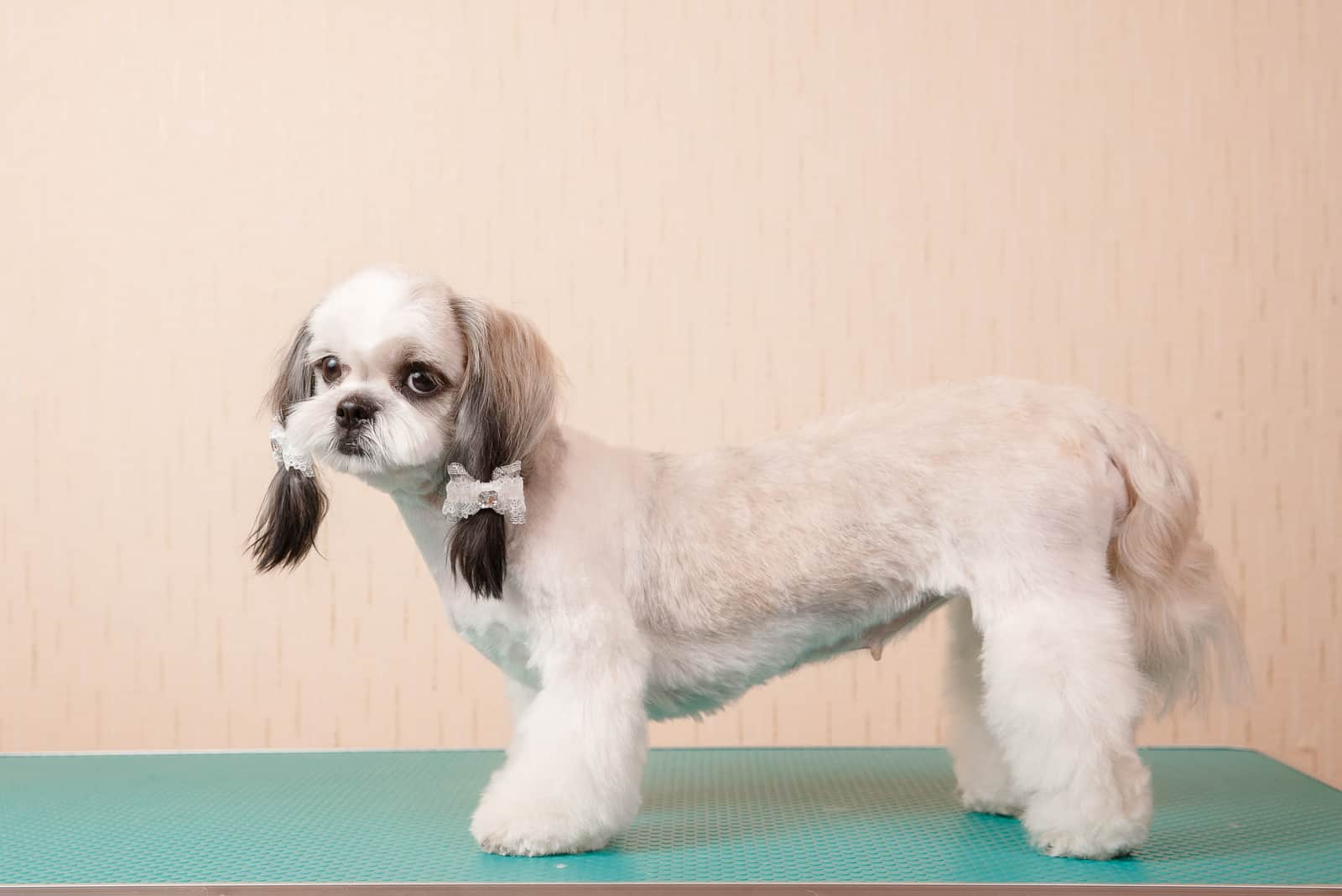 Shih Tzu is standing on the suction table