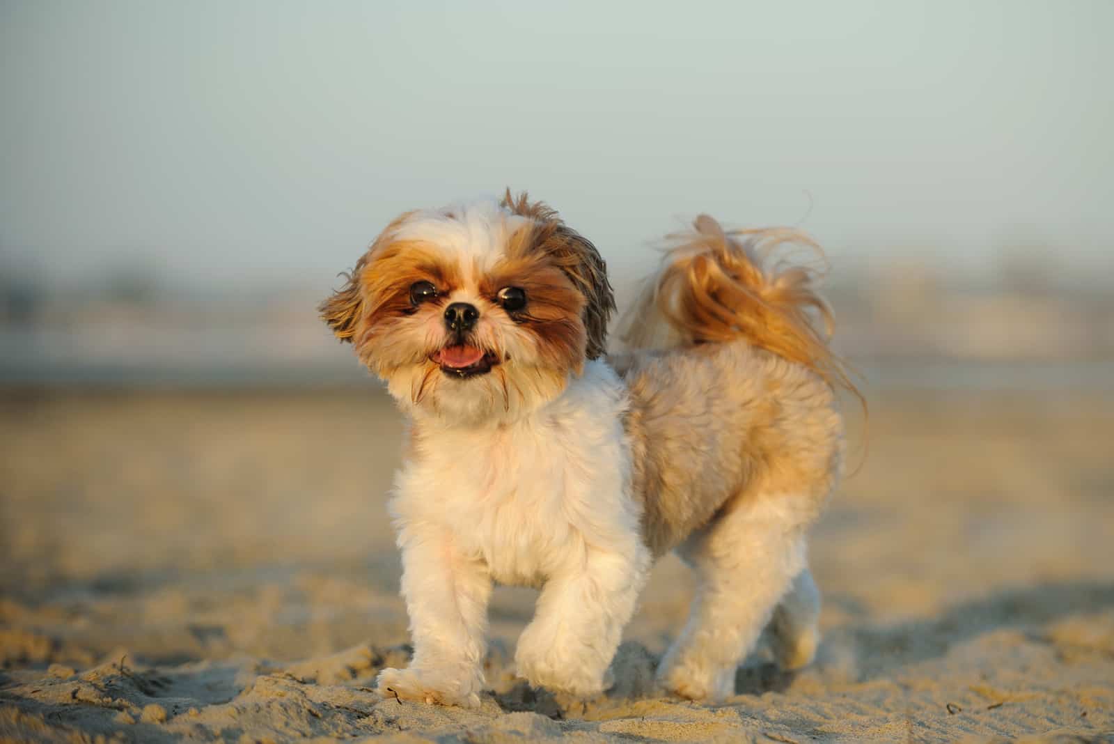 Shih Tzu outdoor portrait walking on beach