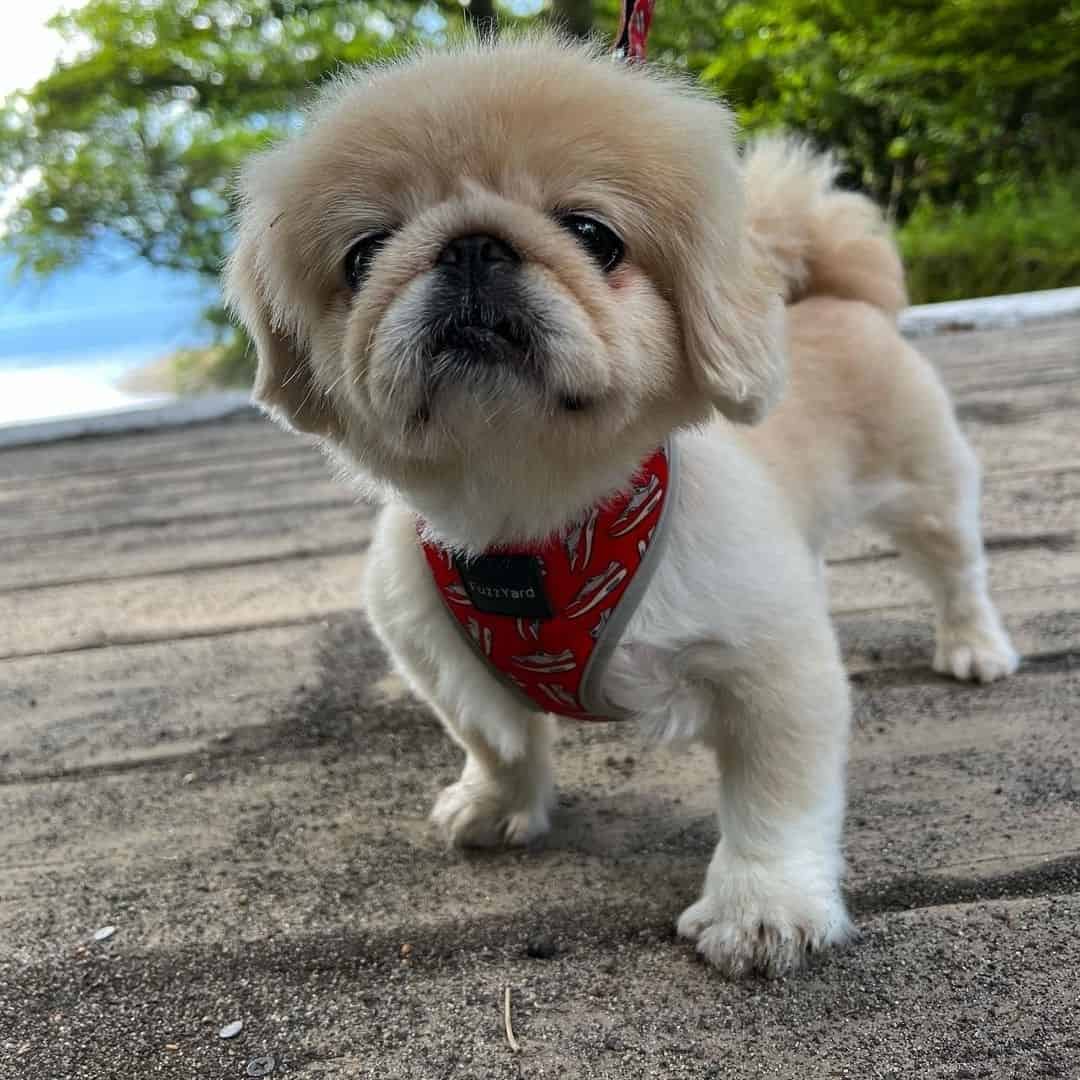 shih tzu pekingese mix dog on the lake