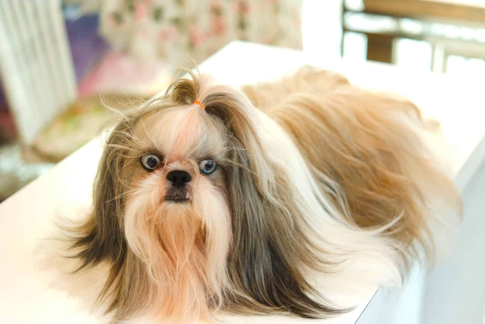 shih tzu portait of a dog on the table