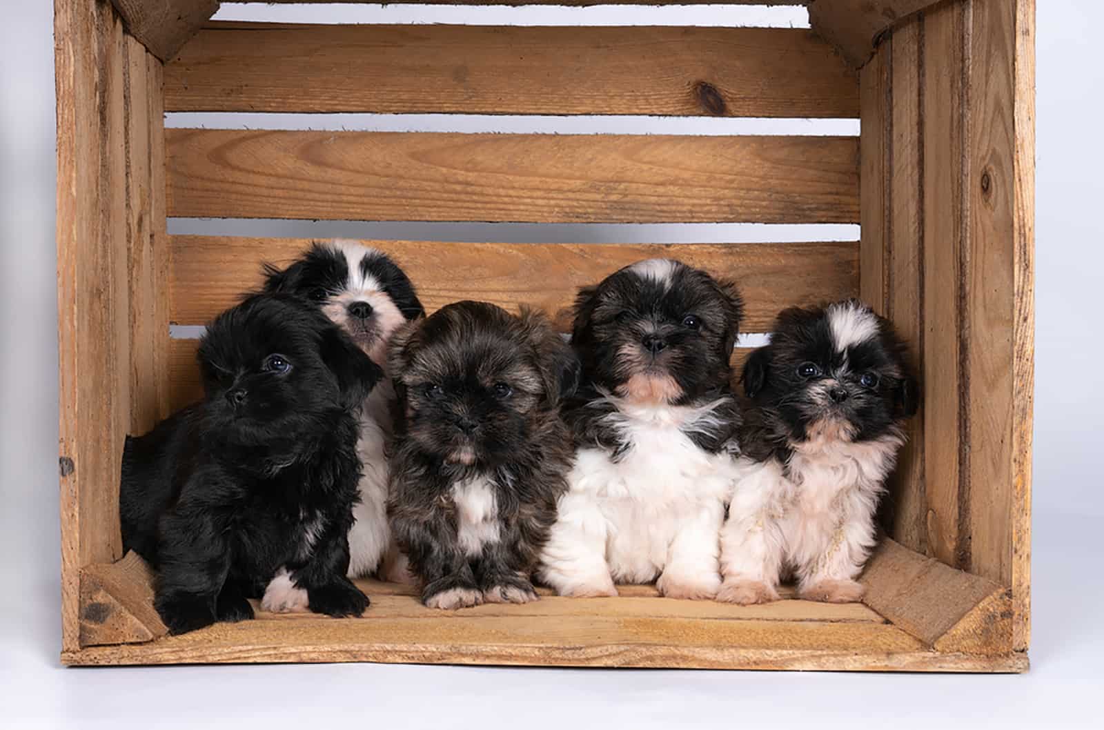 shih tzu puppies sitting together in a wooden crate