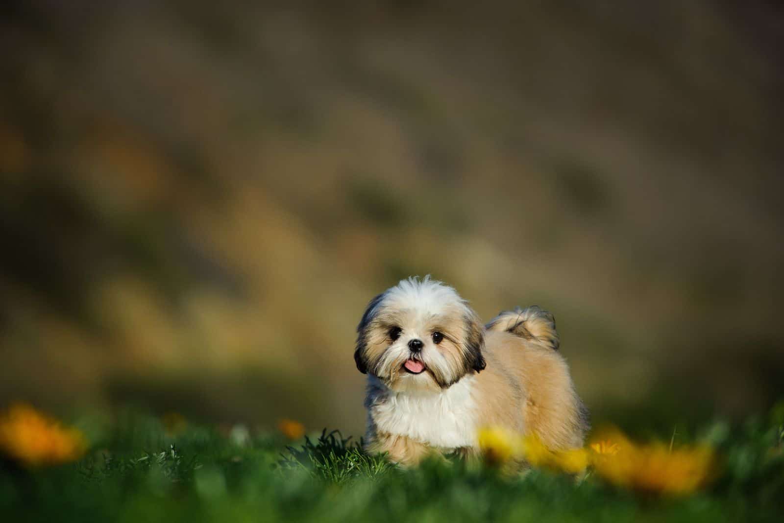 Shih Tzu puppy in the garden