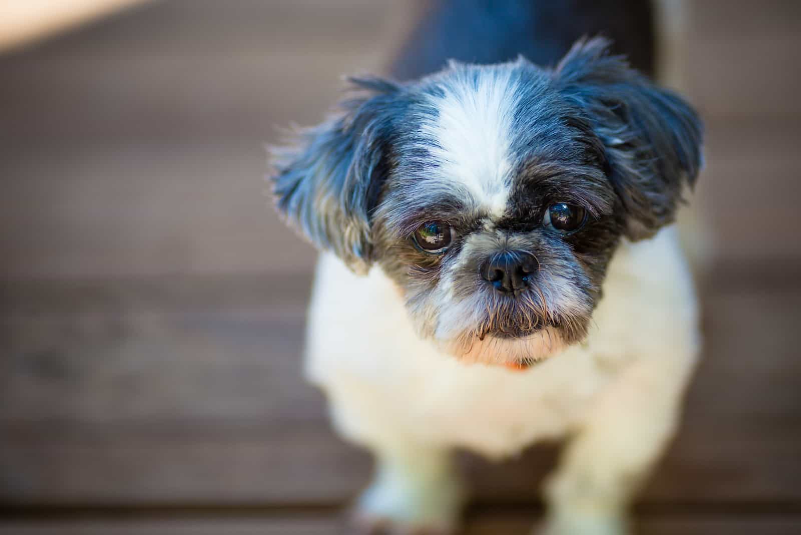 Shih Tzu Puppy looking at camera