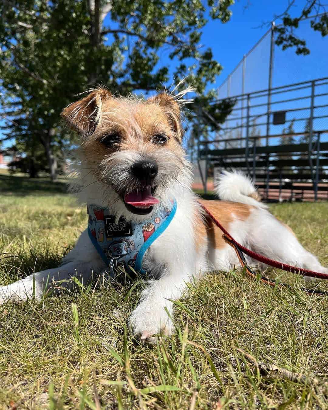 shih tzu rat terrier mix