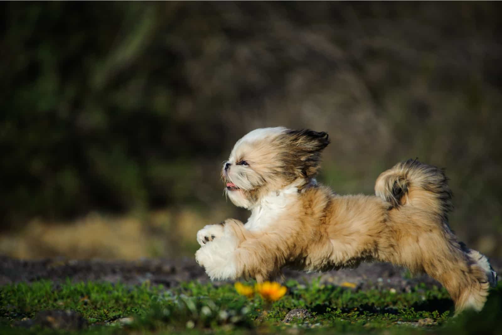 shih tzu running fast