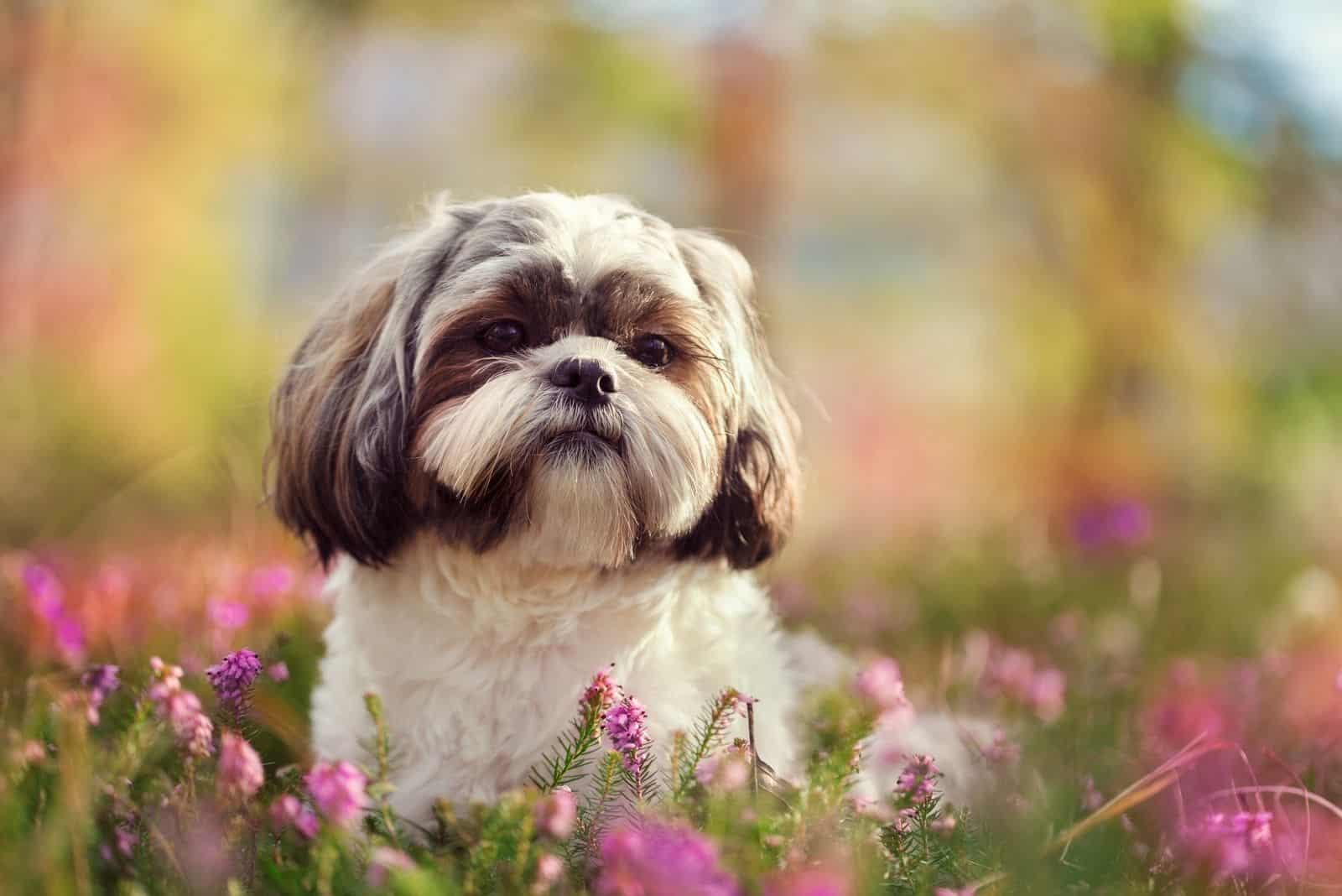 Shih tzu shot in nature vivid colors blurry background