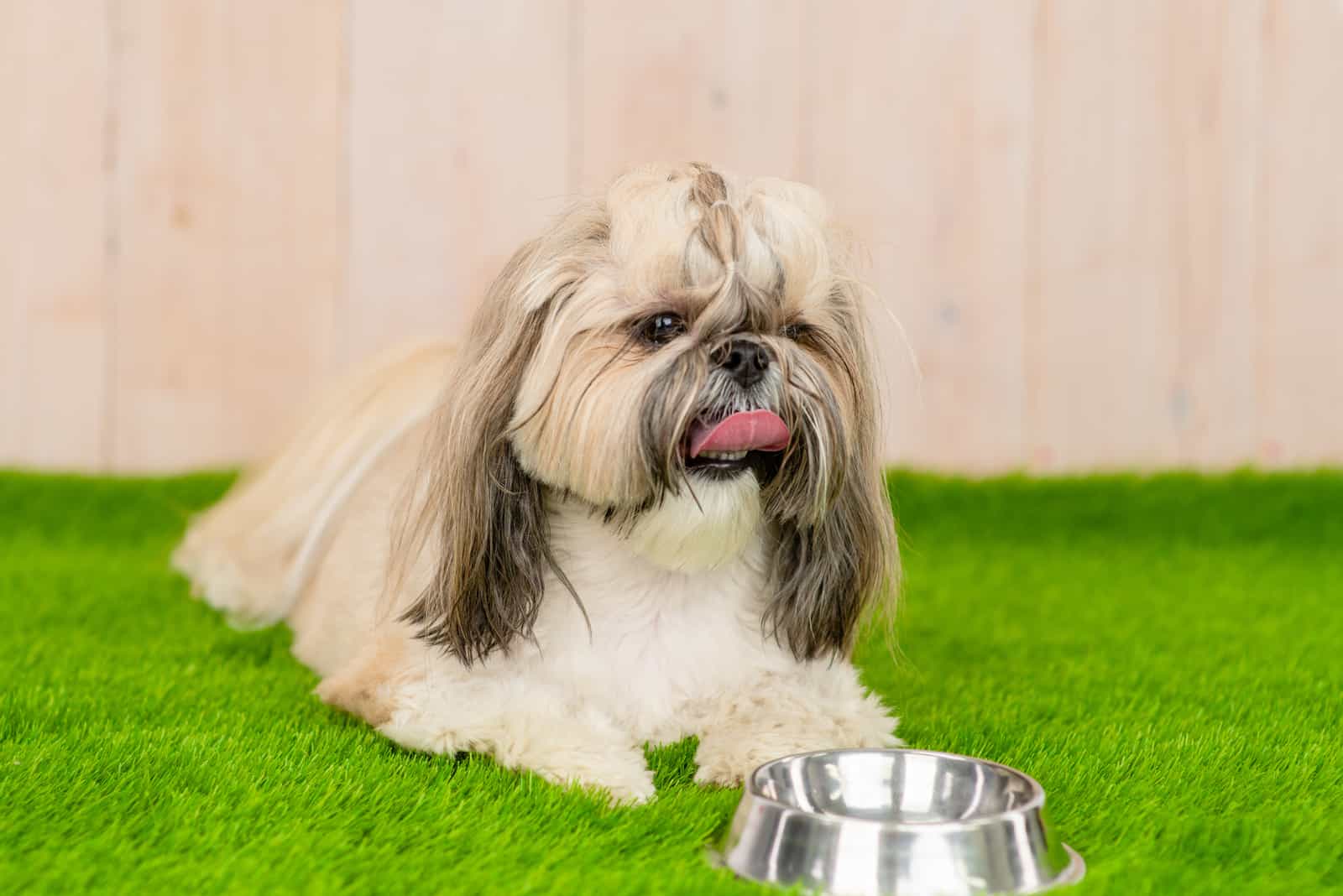 Shih Tzu sitting on grass