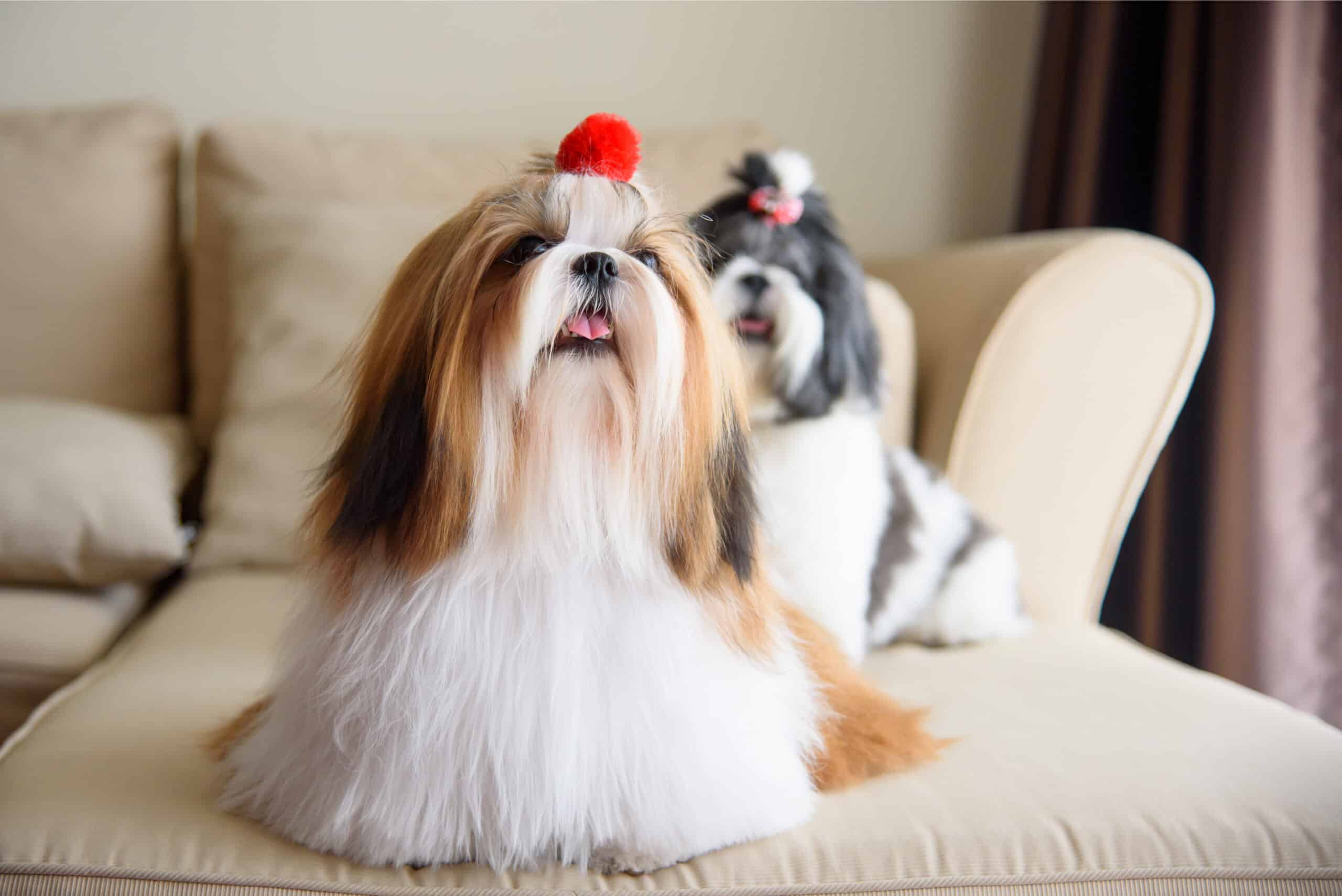 Shih Tzu sitting on sofa in house