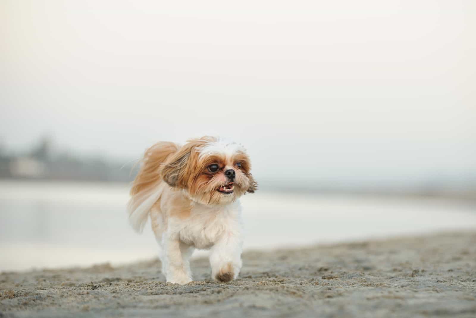 shih tzu walking