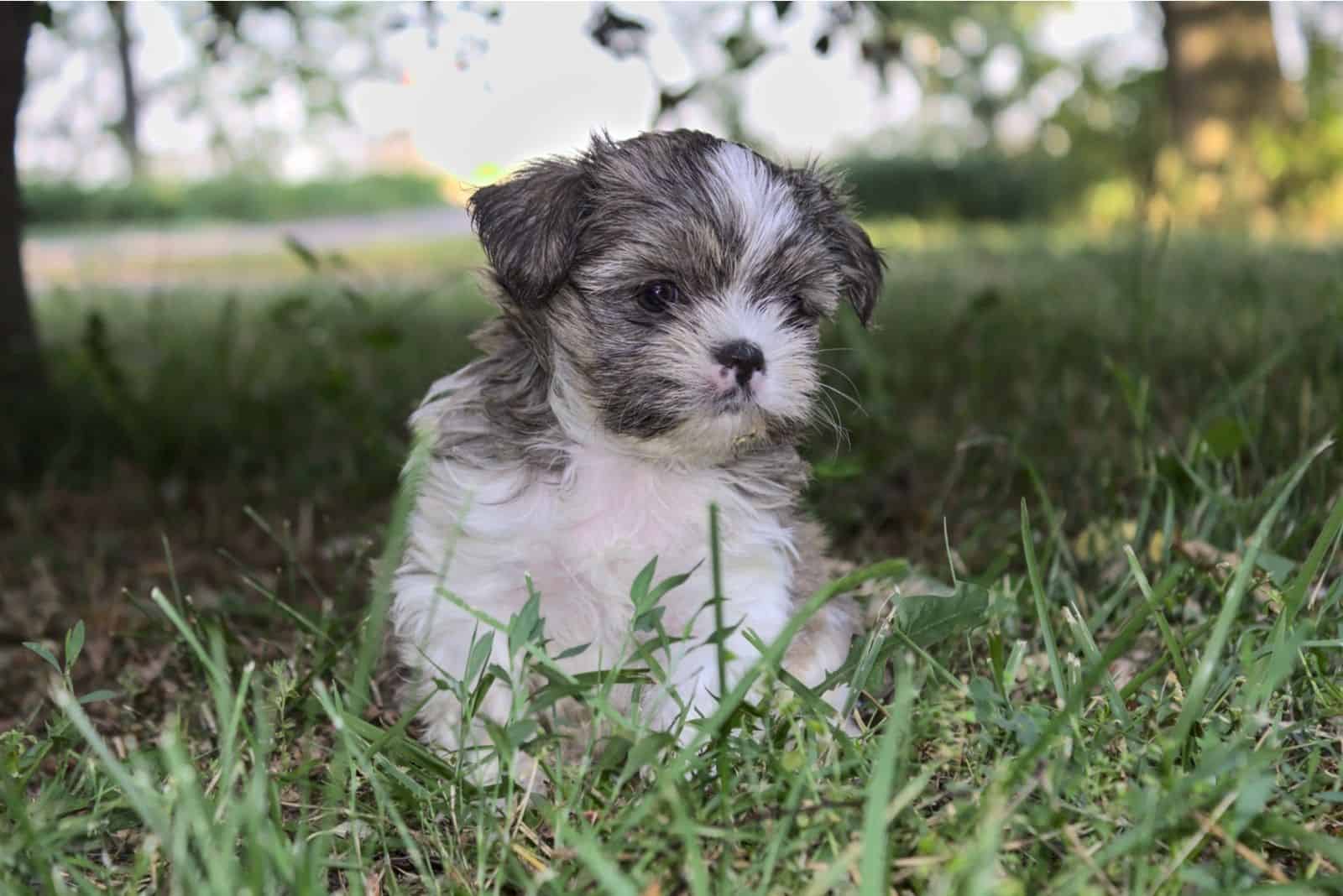 shih tzu walking in the outdoors alone