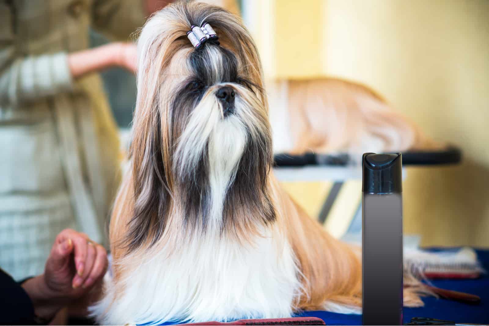 Shih Tzu with a cute hairstyle