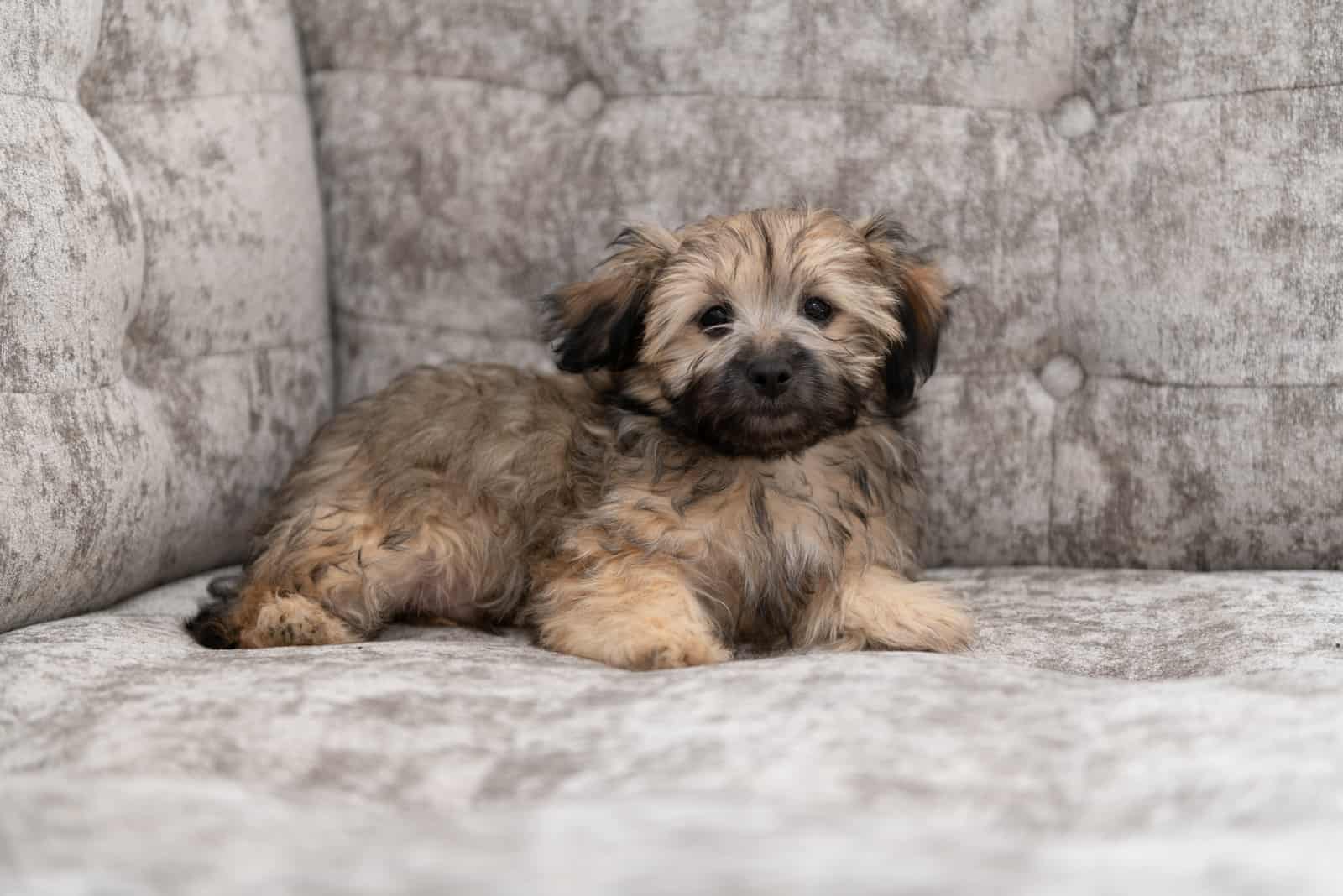 Shih Tzu with long ears lies on the couch