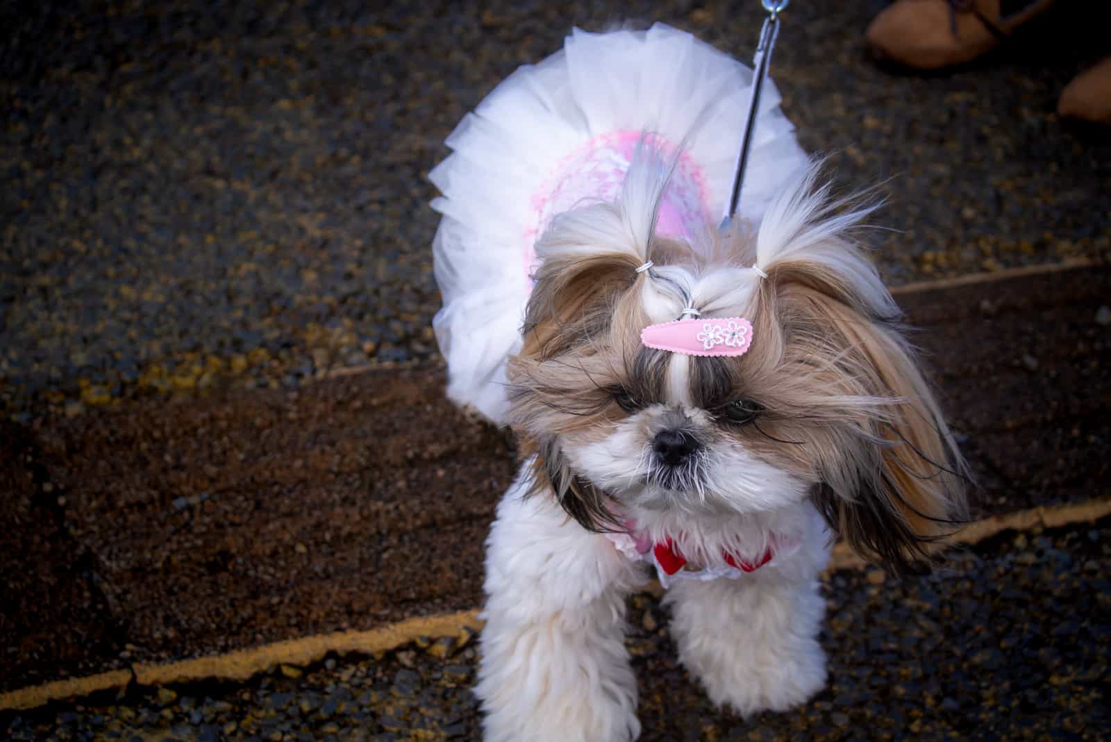 Shih Tzus on a leash