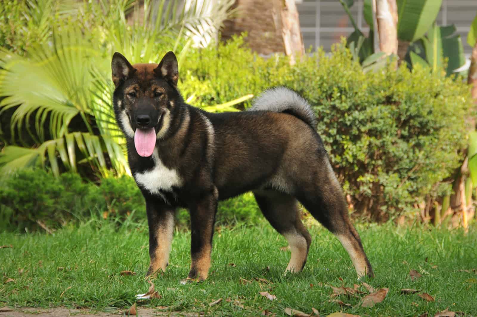 shikoku dog standing in the garden