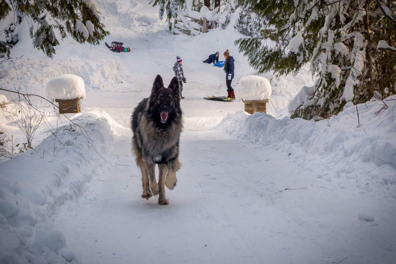 Shiloh Shepherd runs in the snow