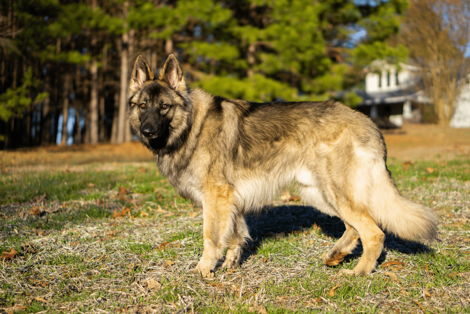 Shiloh Shepherds standing in a meadow