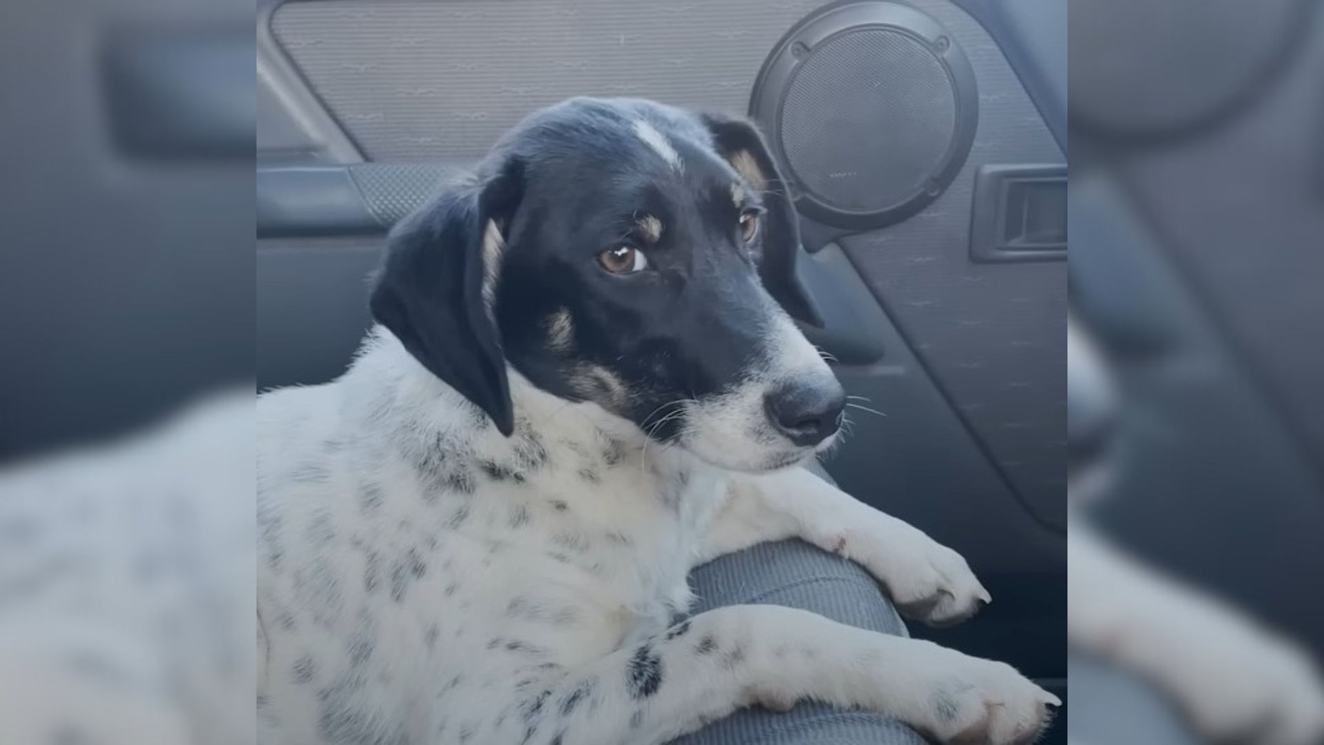 Shivering Dog Found Alone On The Street Learns How To Love After Meeting Someone Special