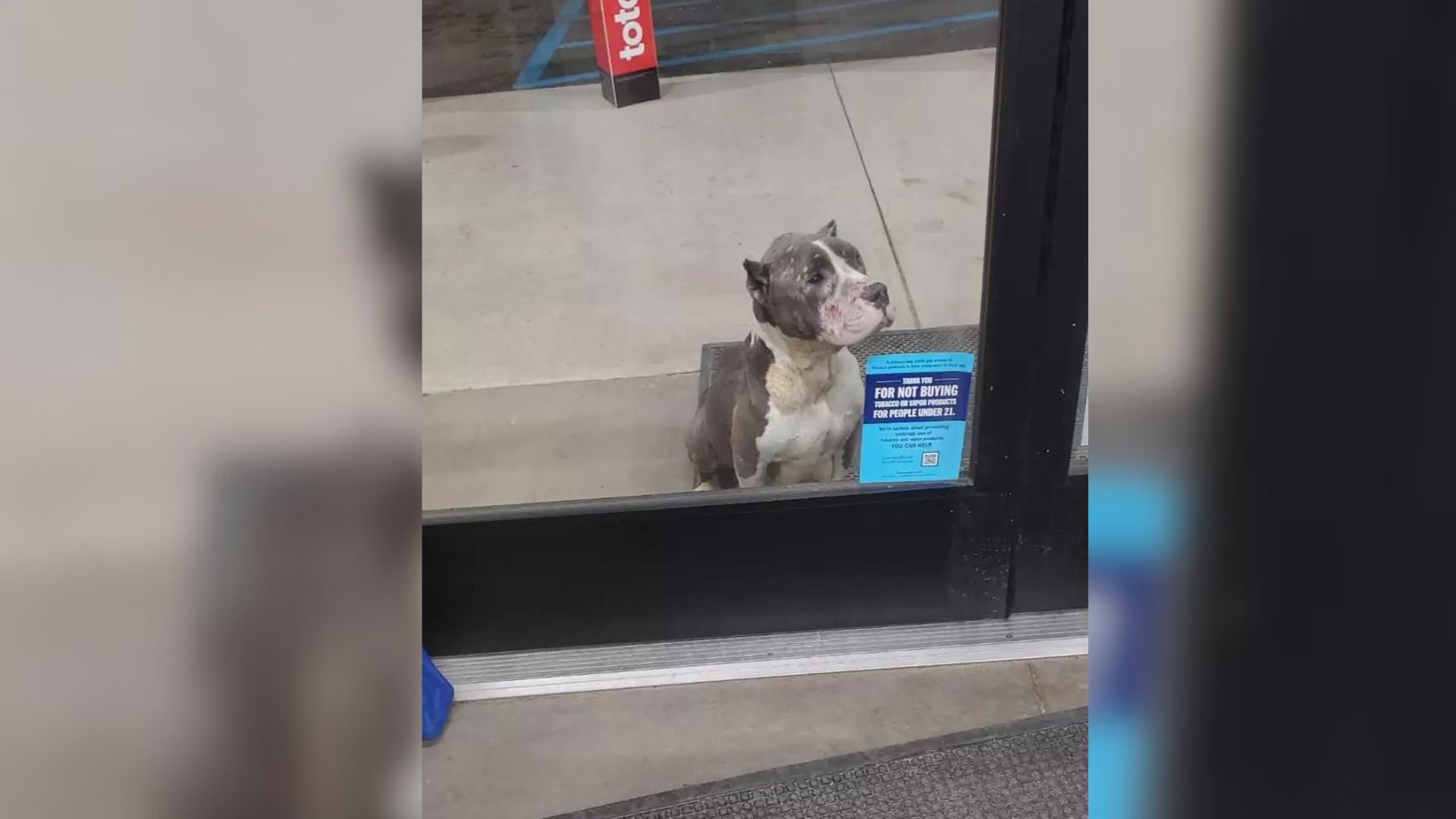 Heartbroken Dog Sits In Front Of The Store And Begs People For Help Through The Glass Door