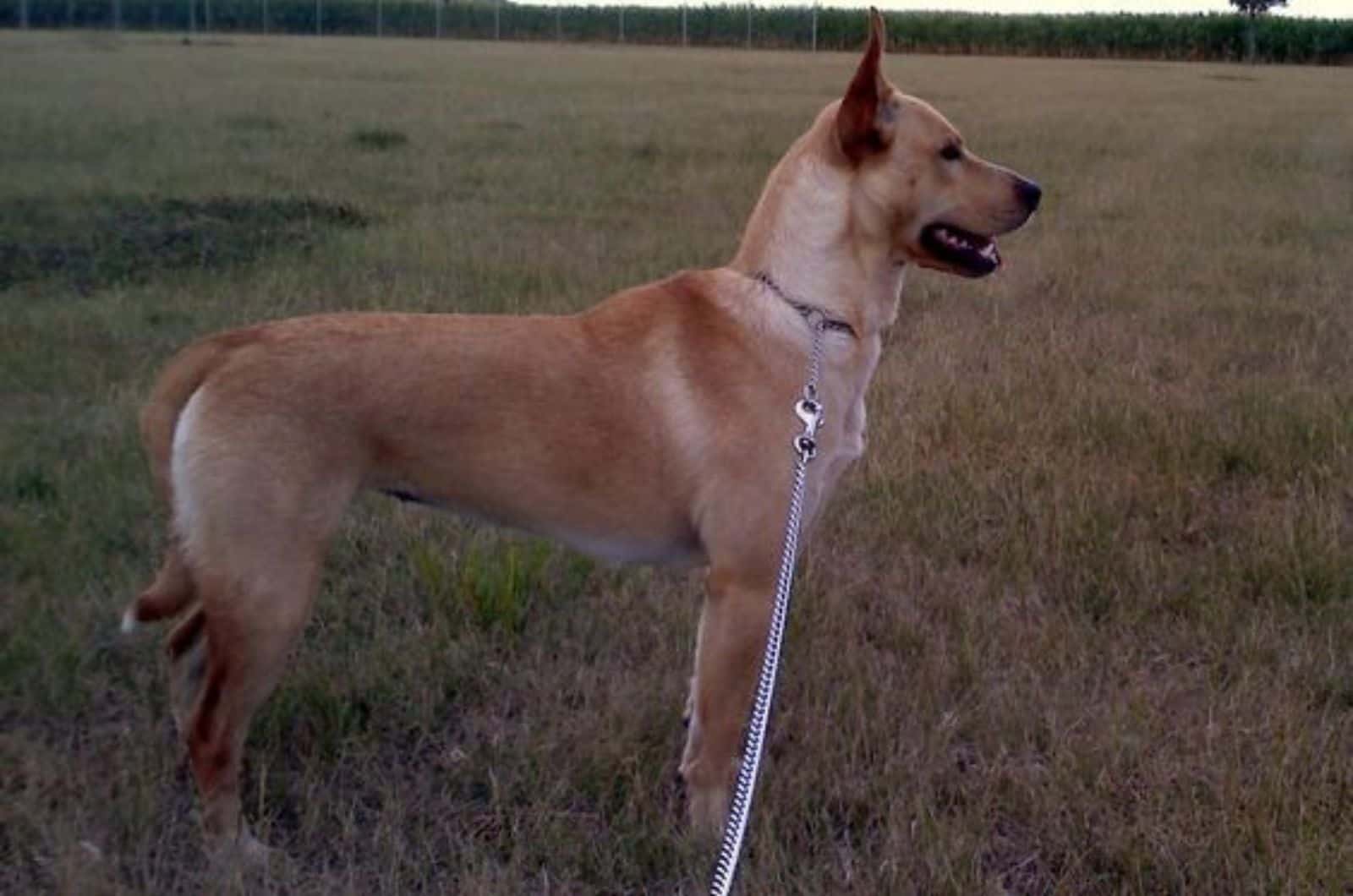 short-coated xoloitzcuintli standing on a meadow