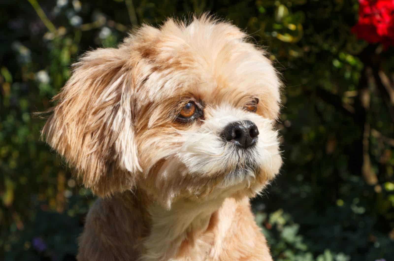 short hair lhasa apso dog in the garden