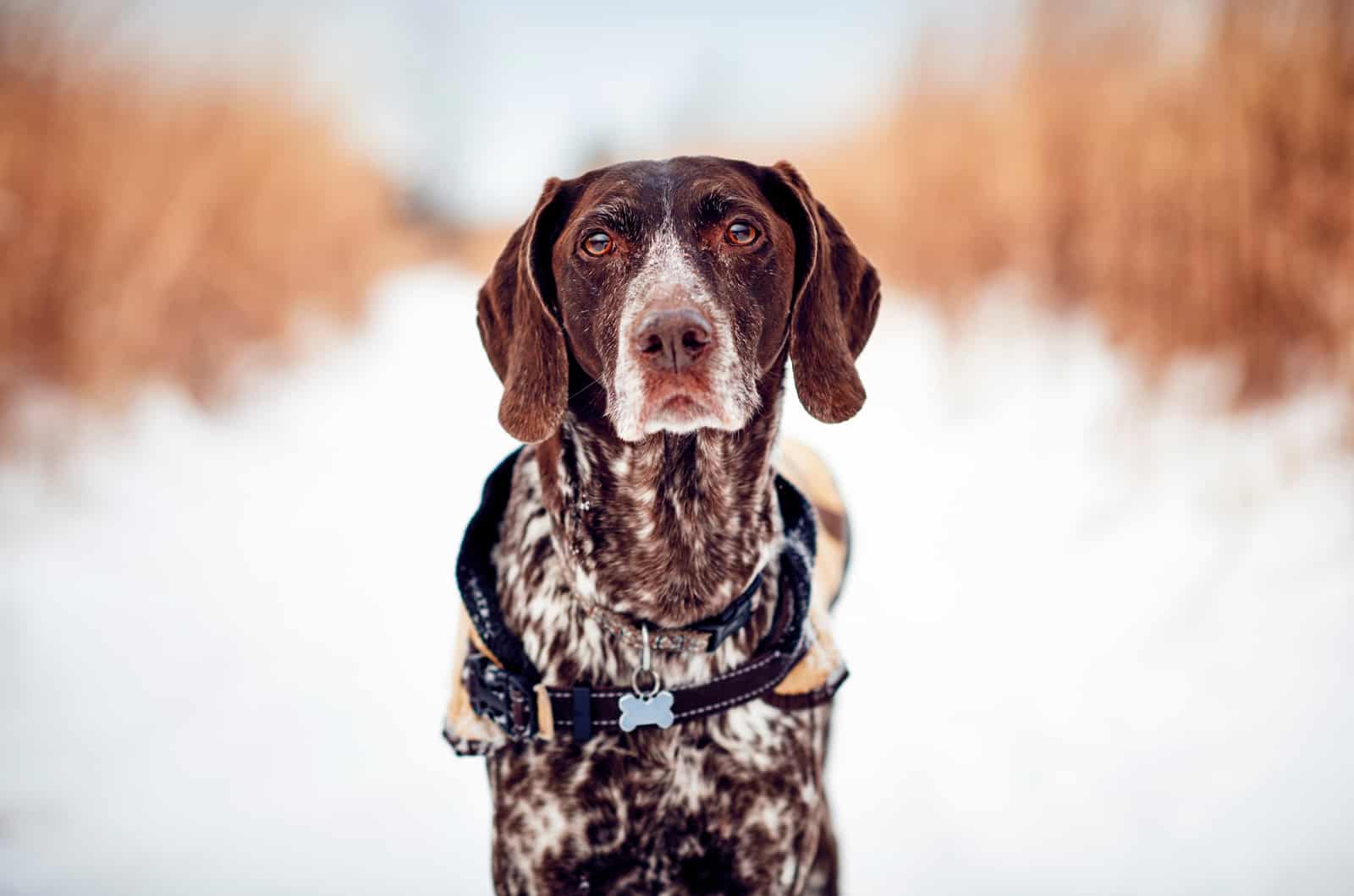 short-haired german pointer