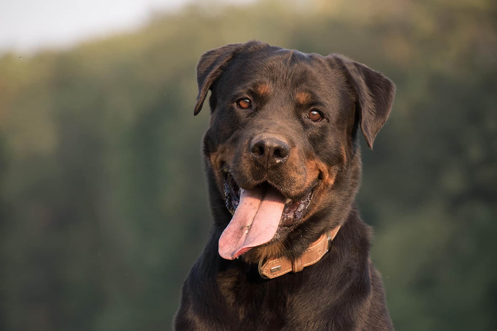 short haired rottweiler