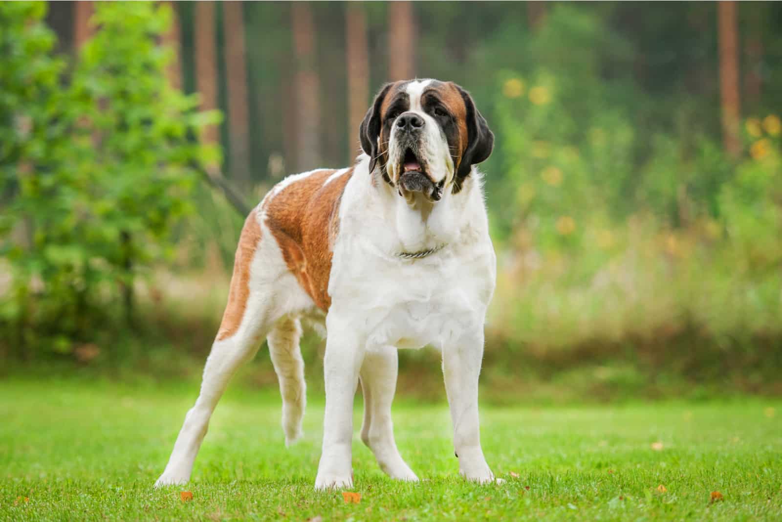 Short-haired saint bernard dog standing on the lawn