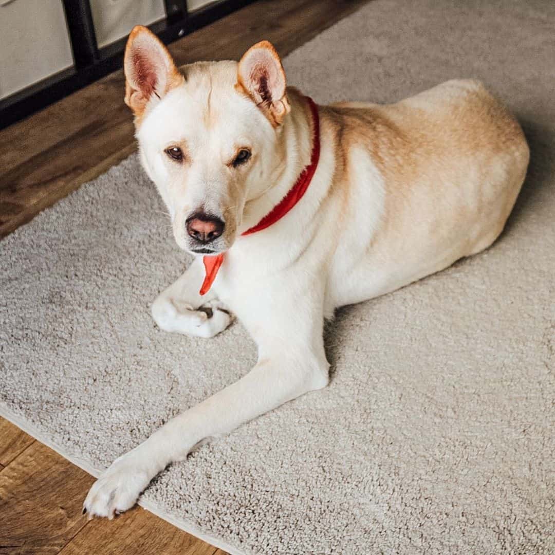 short haired shepkita, or a german shepherd akita mix