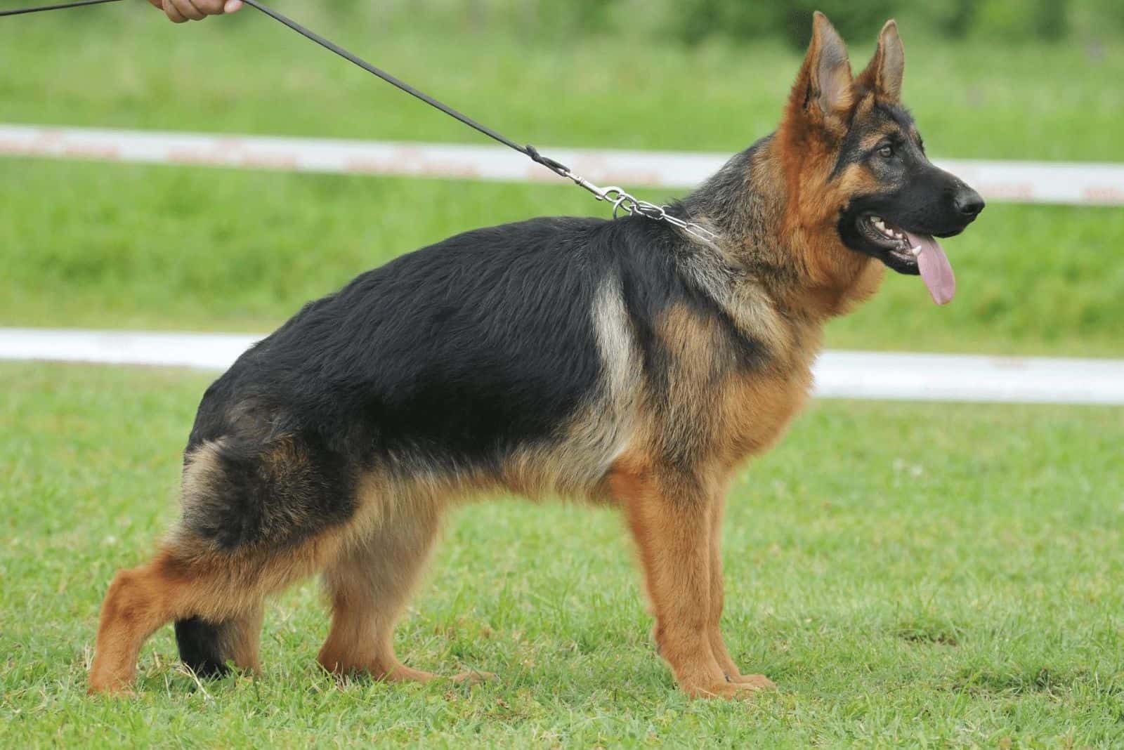 Short-Legged German Shepherd standing in the meadow