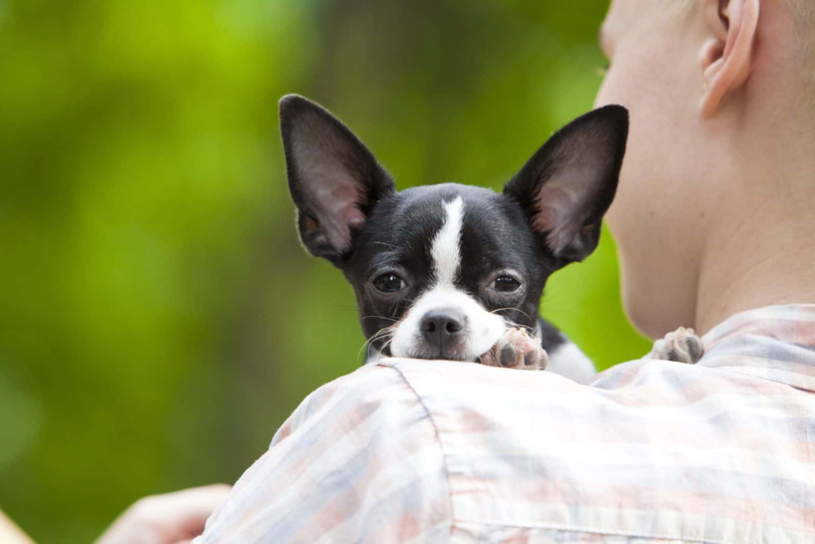 Shorthair chihuahua with his owner