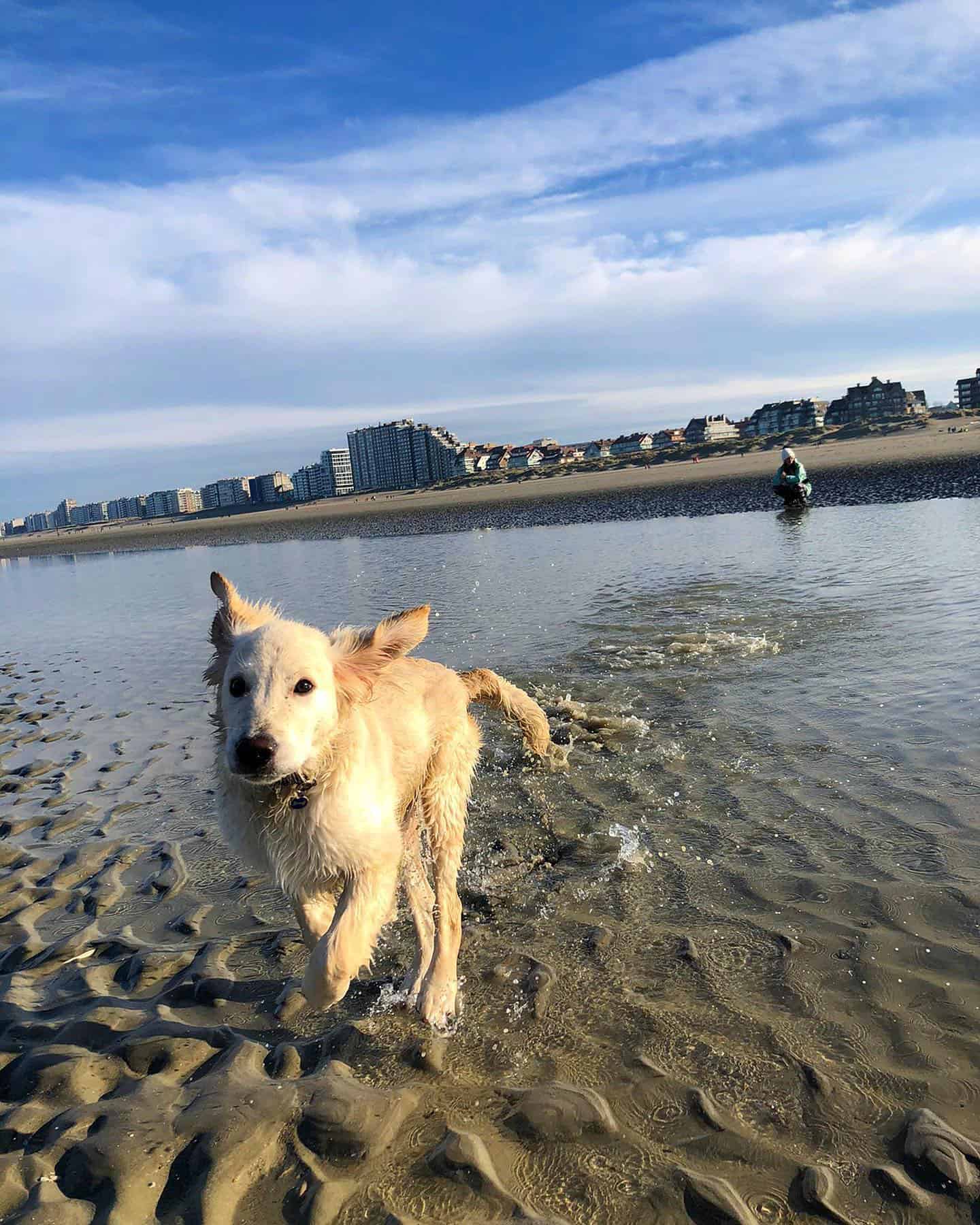 shorthaired golden retriever running in water