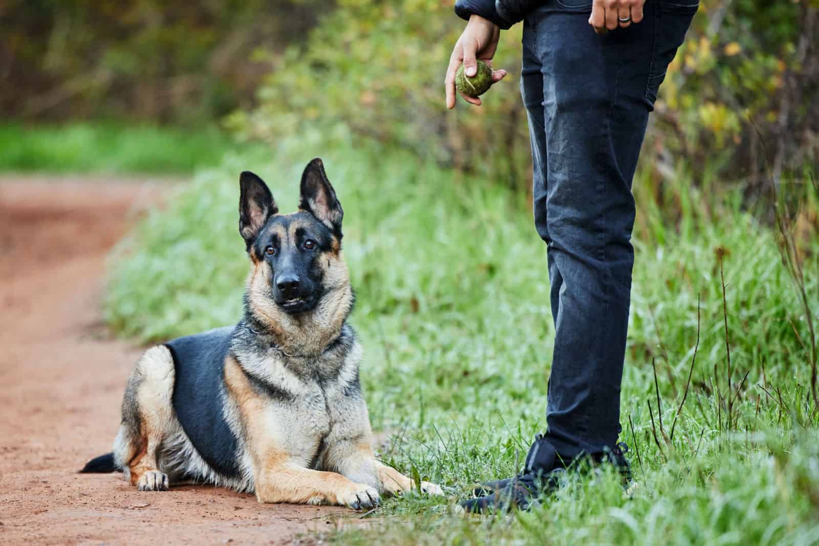 Shot of an adorable german shepherd being trained by his owner in the park.