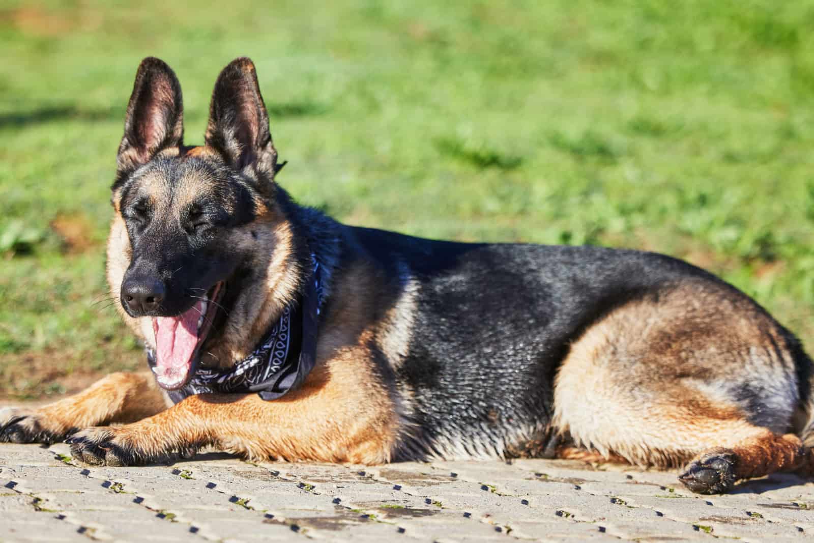 Shot of an adorable german shepherd sitting in a garden.