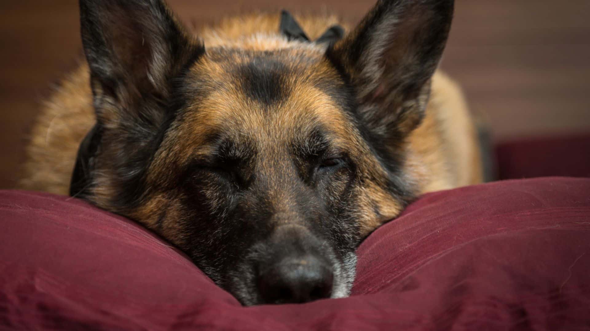 Should I Be Worried If My German Shepherd Is Crying In His Sleep?