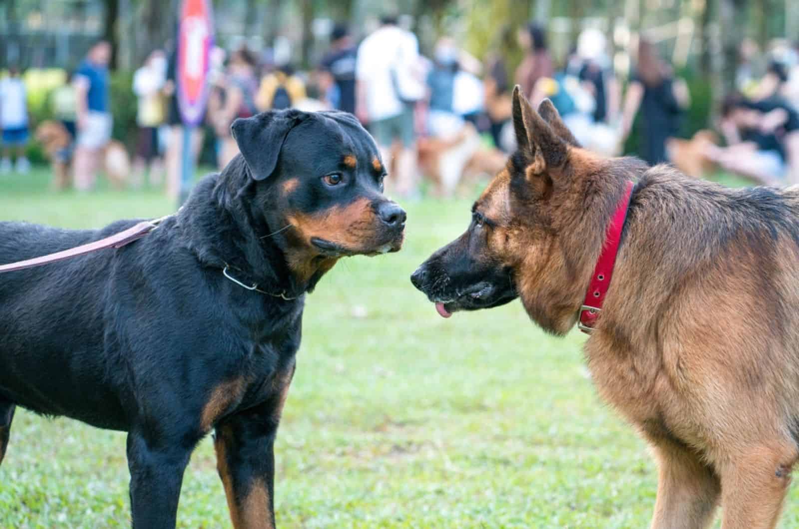 Should You Allow German Shepherds Off Leash In Dog Parks? Yes And No