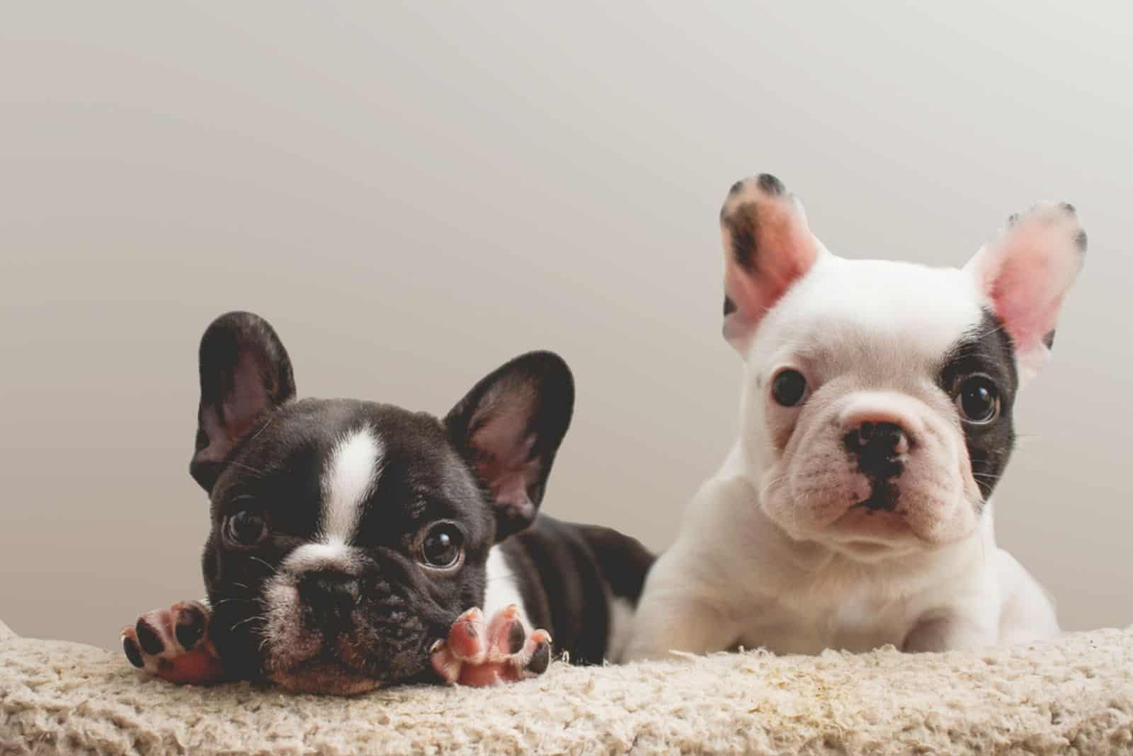 Should You Buy Frenchies From Pet Shops? The Real Truth