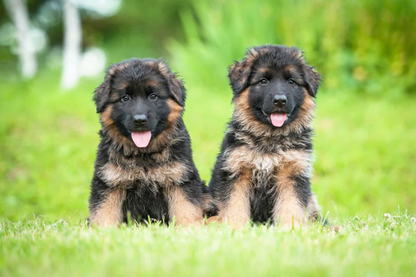 Should You Buy German Shepherds From Pet Shops: Pros And Cons