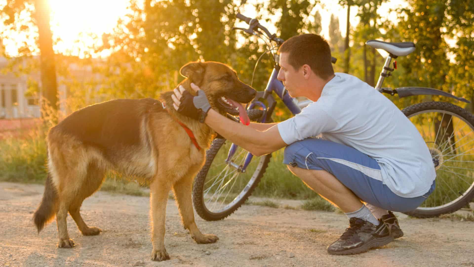 Should You Let Strangers Pet Your German Shepherd