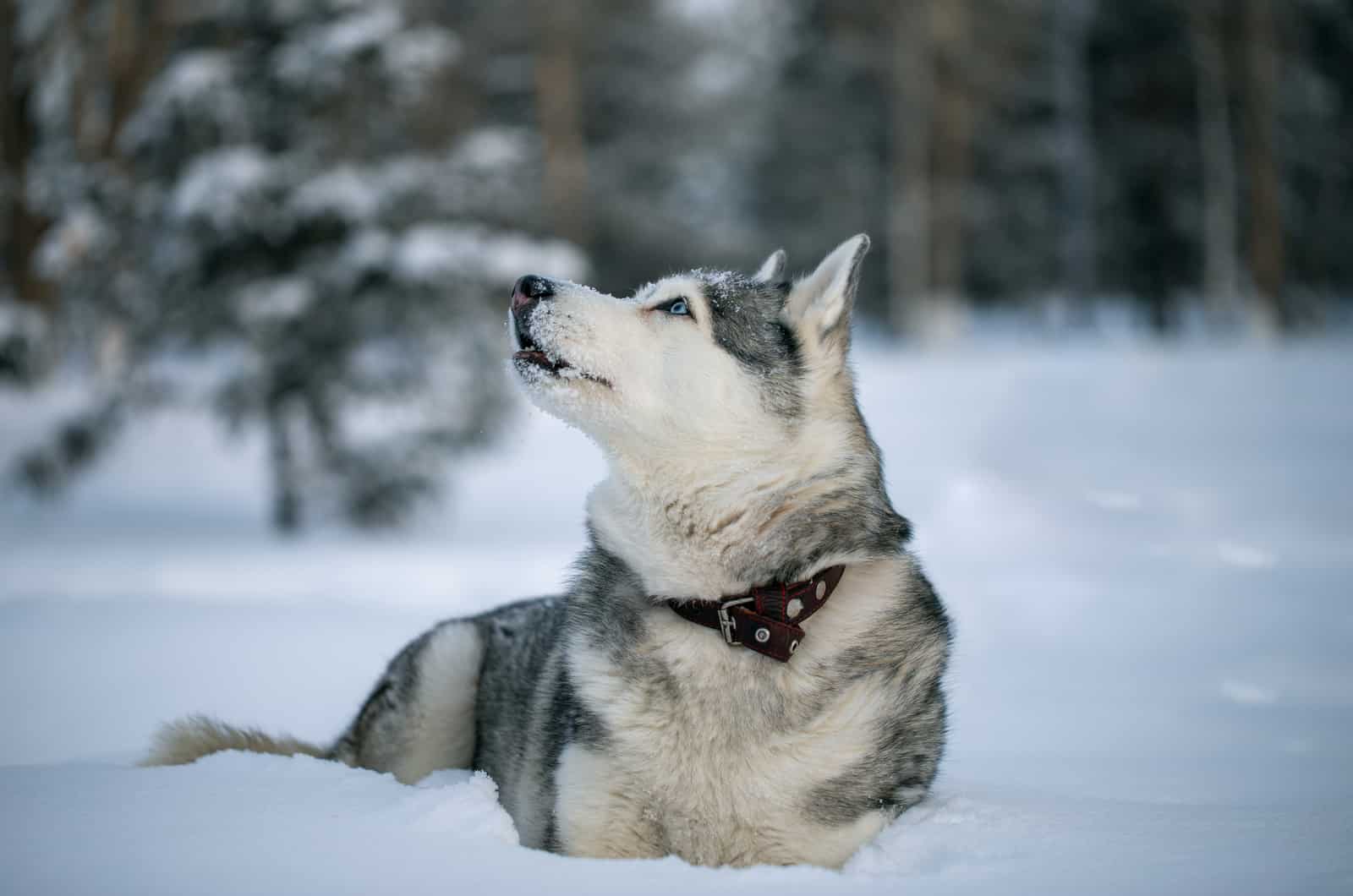 Should You Punish A Husky For Growling?