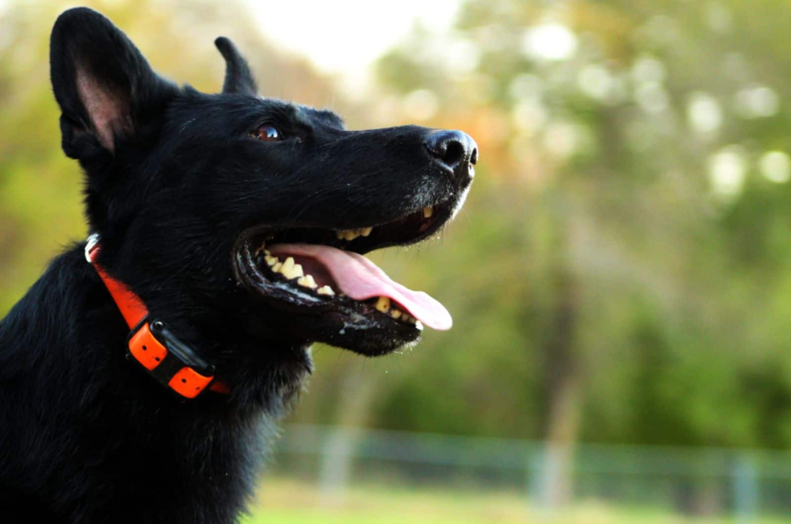 8 Reasons Why You Shouldn’t Use Shock Collars On German Shepherds