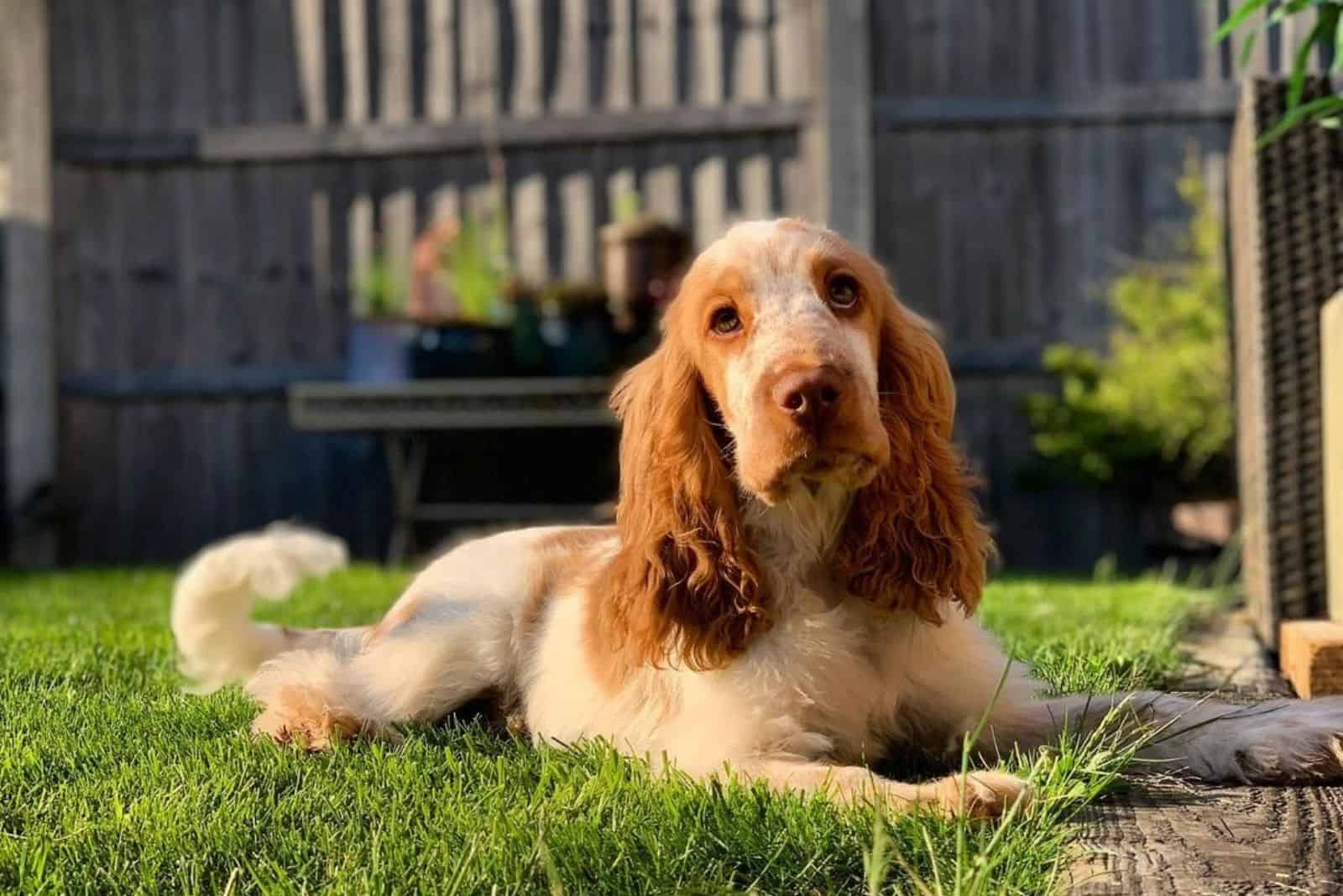 show cocker spaniel