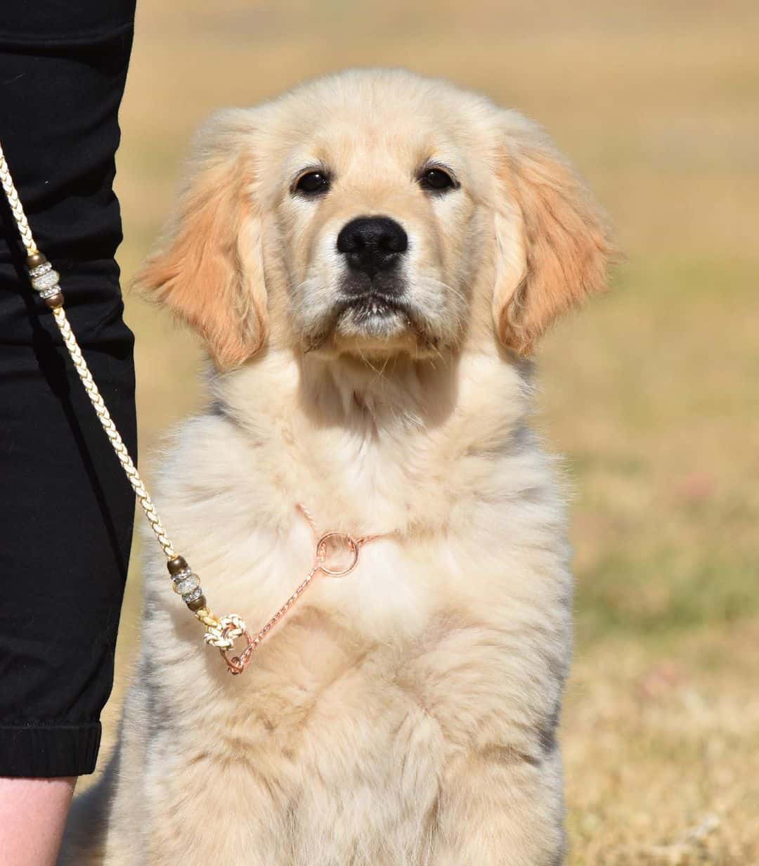 show golden retriever puppy