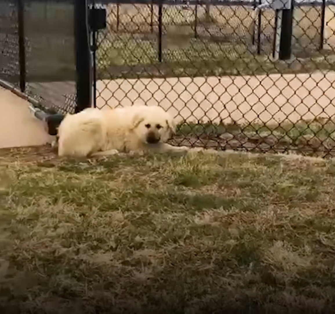 shy dog on the grass