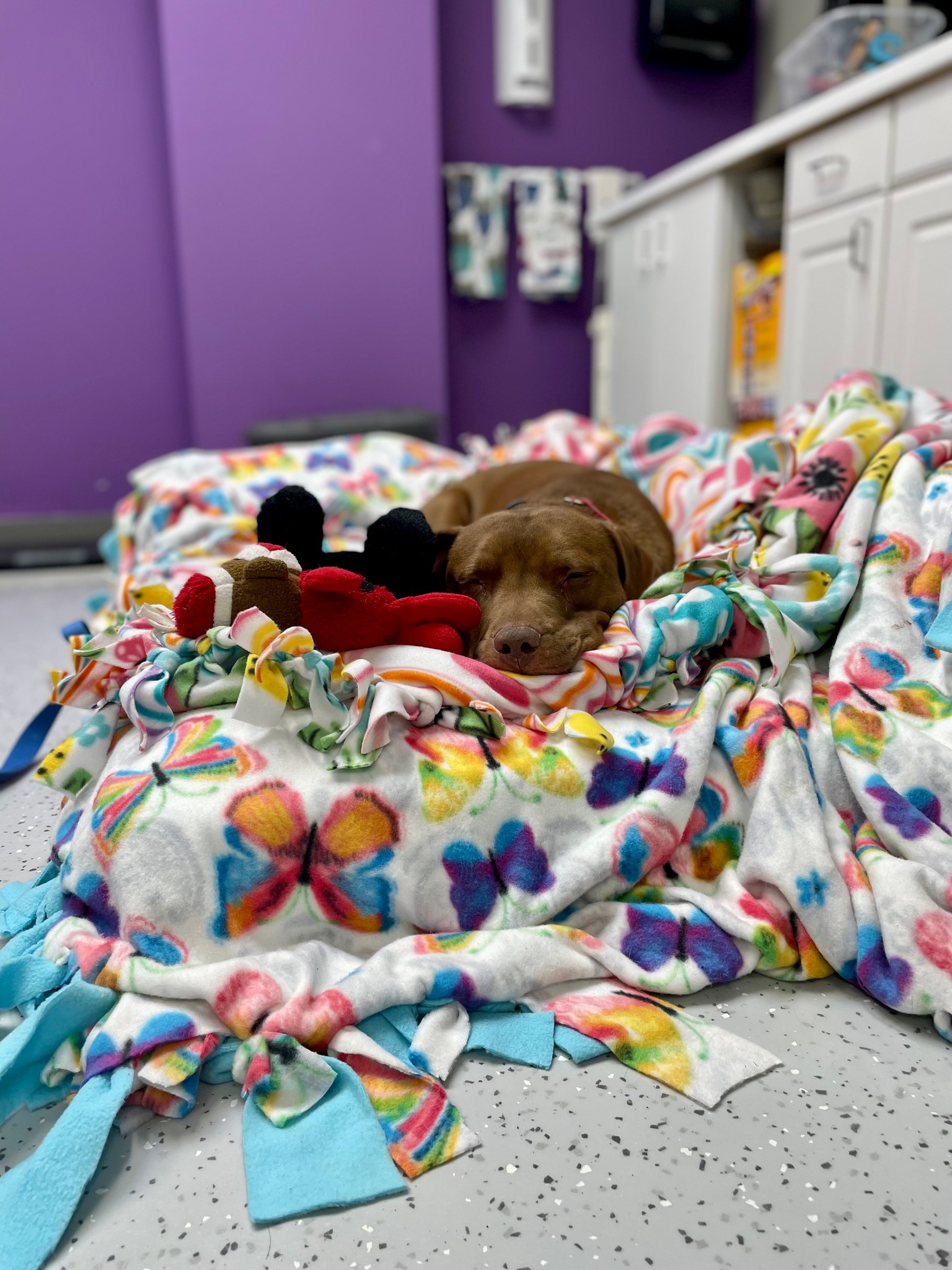 shy dog sleeping on a blanket