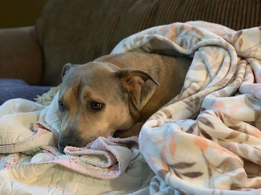 rescue dog lying covered with blanket