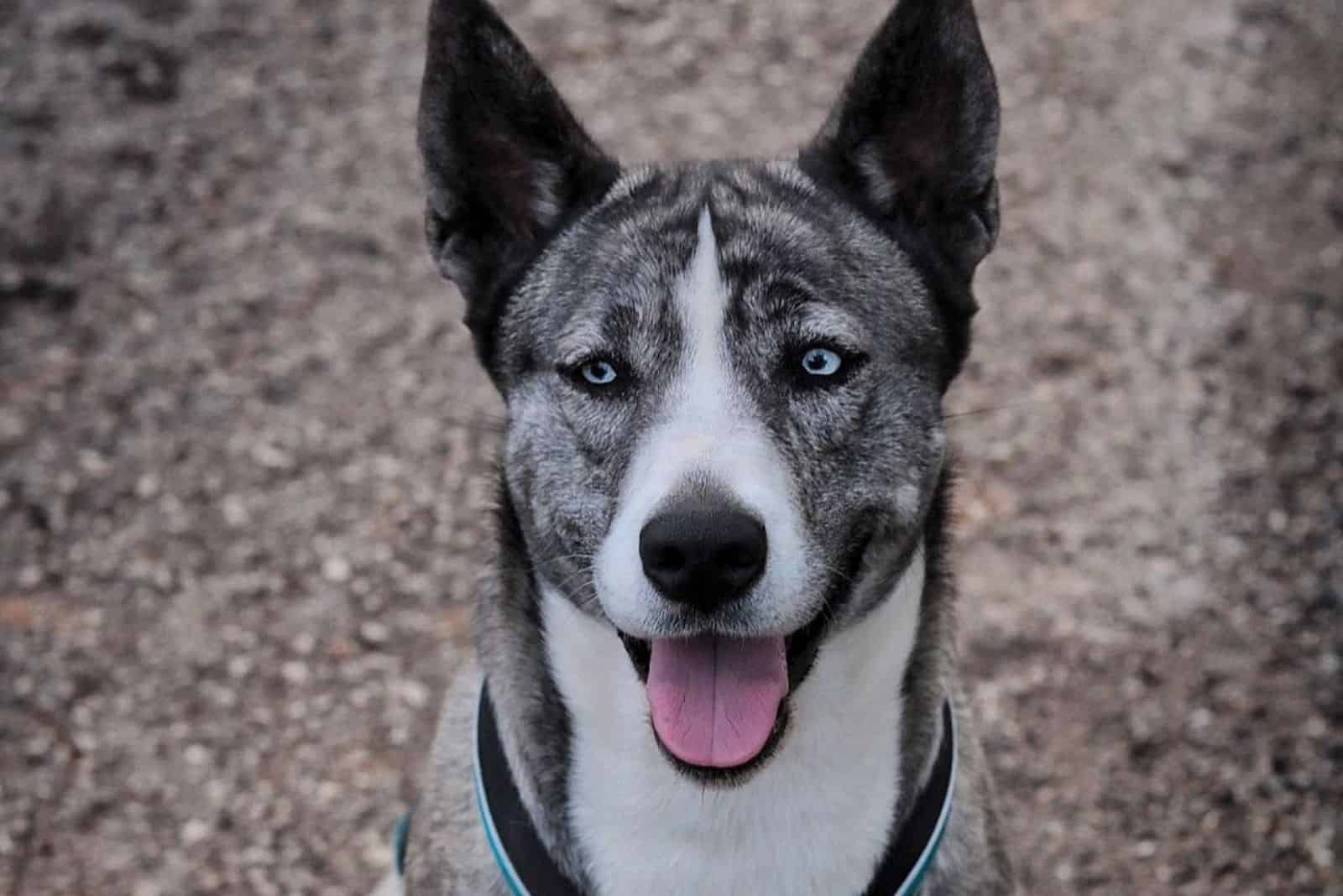 siberian corso puppy