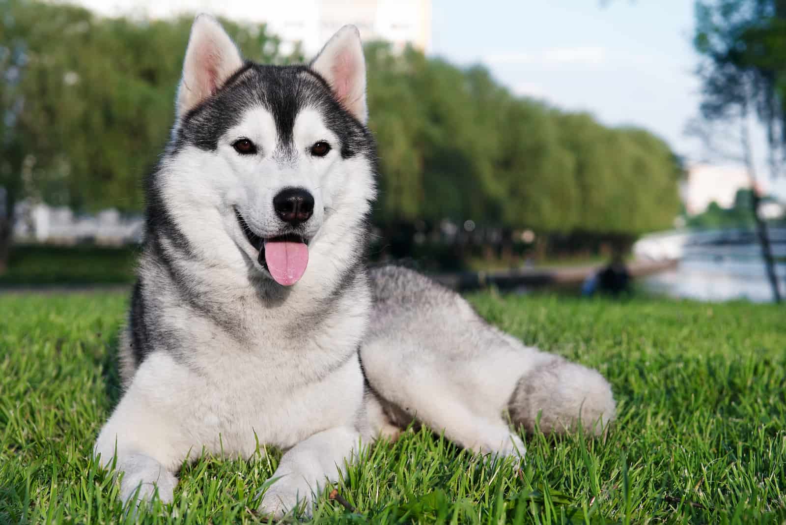 Siberian Huskies lying on the grass