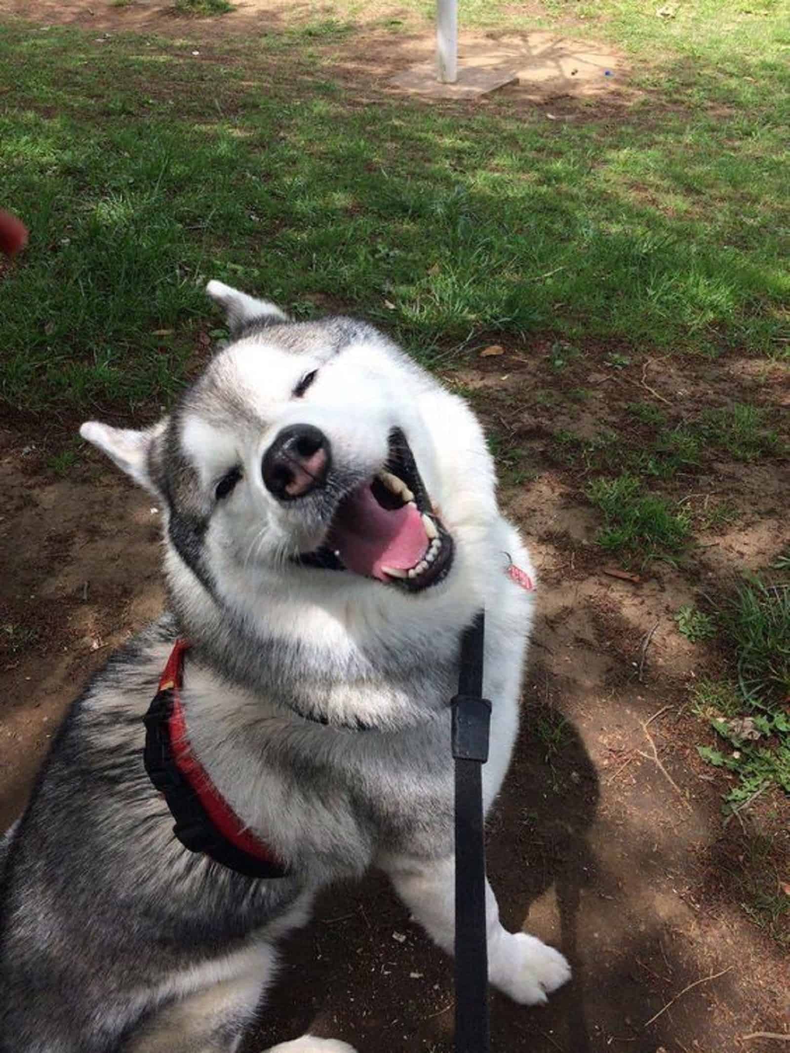 siberian husky in the park